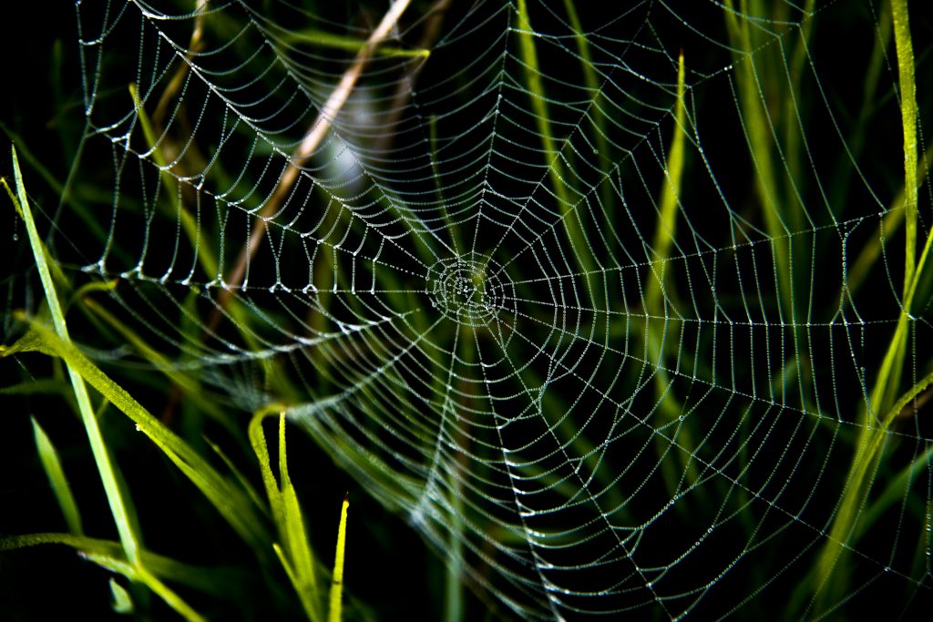Spider Web Trap